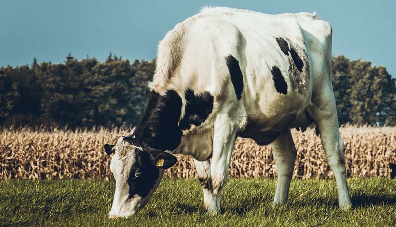 Timpanismo bovino saiba como evitar a doença